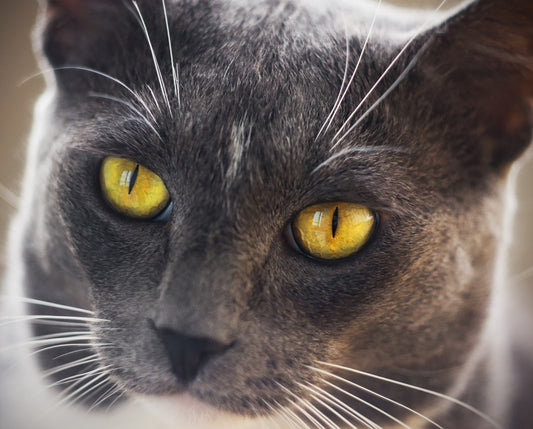 Thinking of adopting a cat?