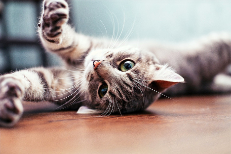 CatsEssentials Announces Charitable Donation for National Adopt A Shelter Pet Month