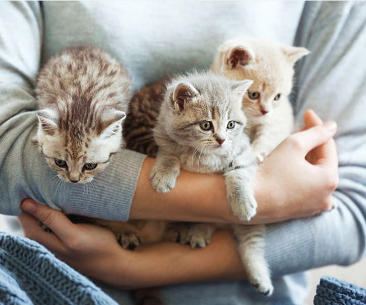 Pet Parenting: The Shifting Paradigm in Human-Animal Relationships