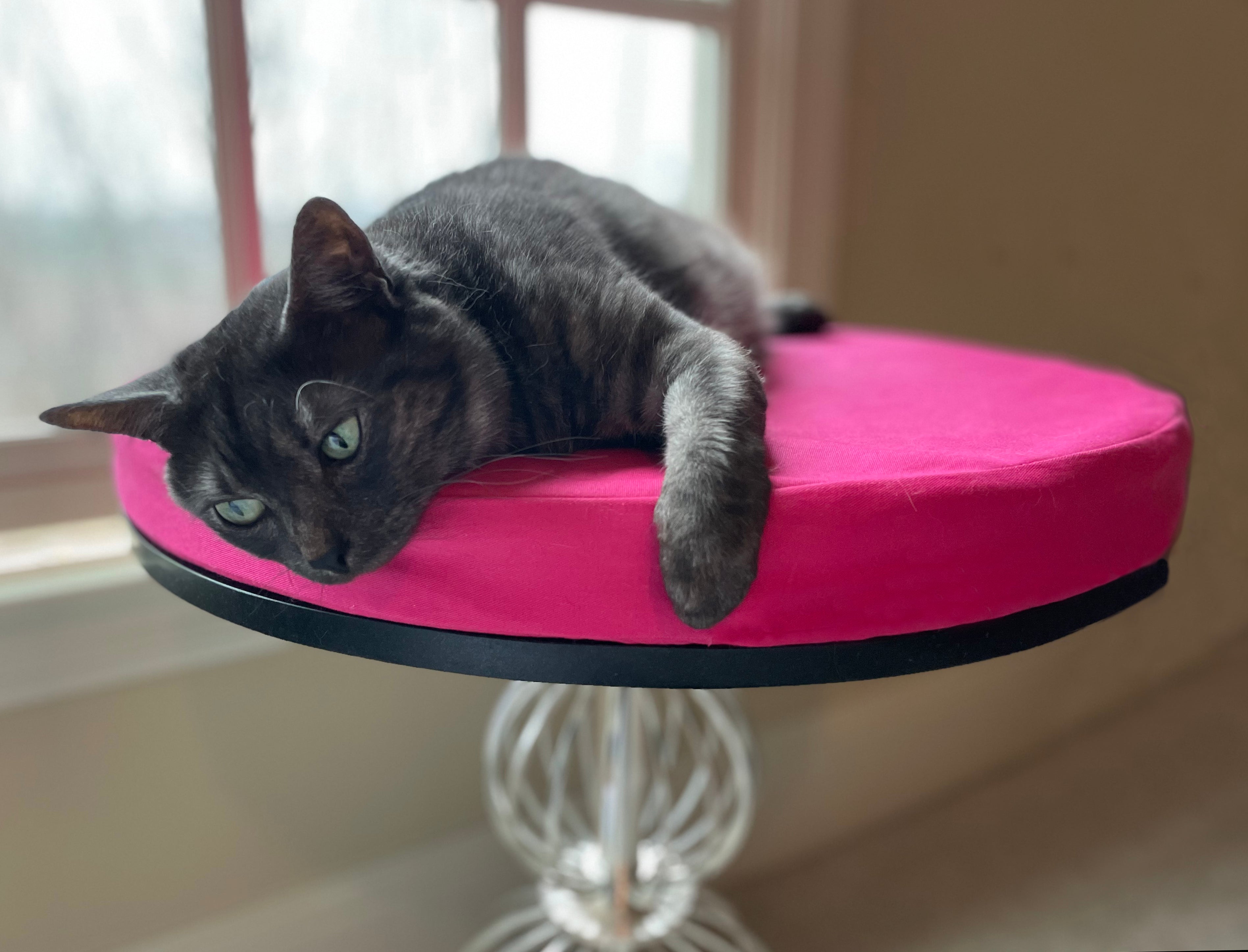 Orthopedic Cat Beds CatsEssentials CatsEssentials orthopedic-cat-beds-catsessentials-catsessentials