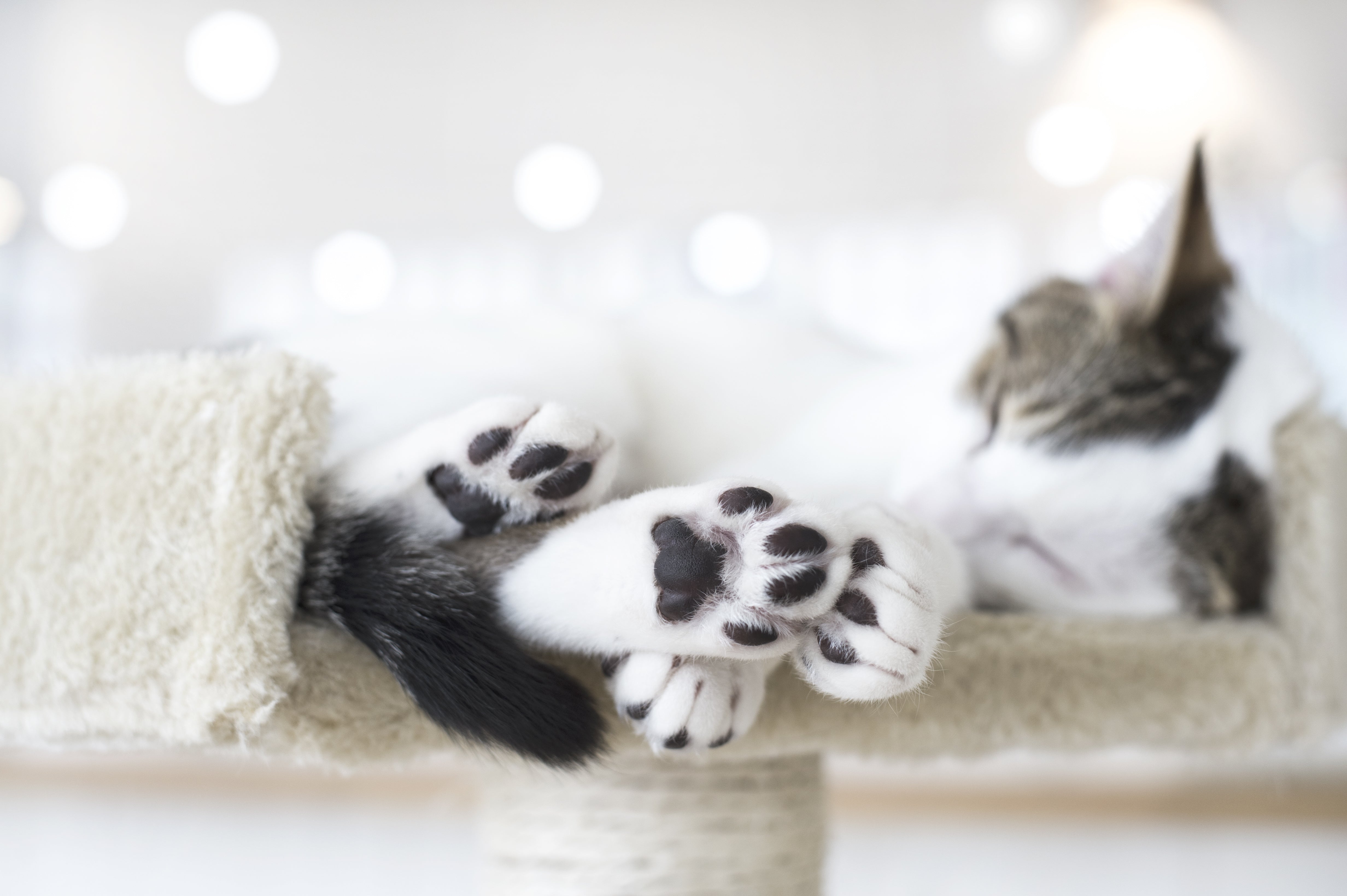 What’s the Obsession with Cats’ Toe Beans (aka Paw Pads)?