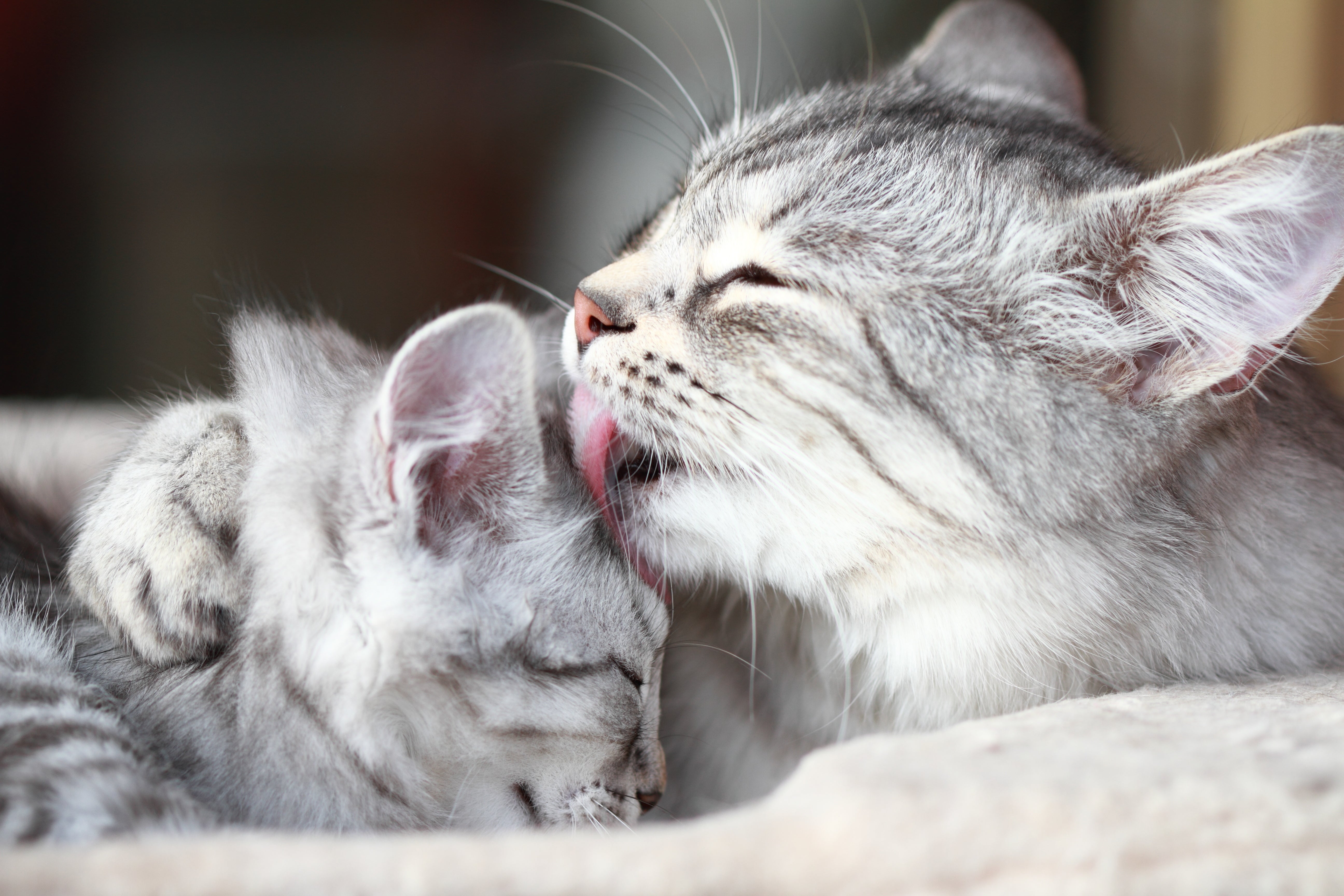 Mutual Grooming Is A Sign Of A Cat’s Affection