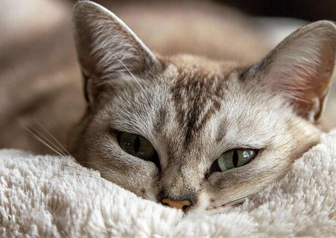 Is Your Cat’s Bed Toxic? The Hidden Dangers of Conventional Pet Beds