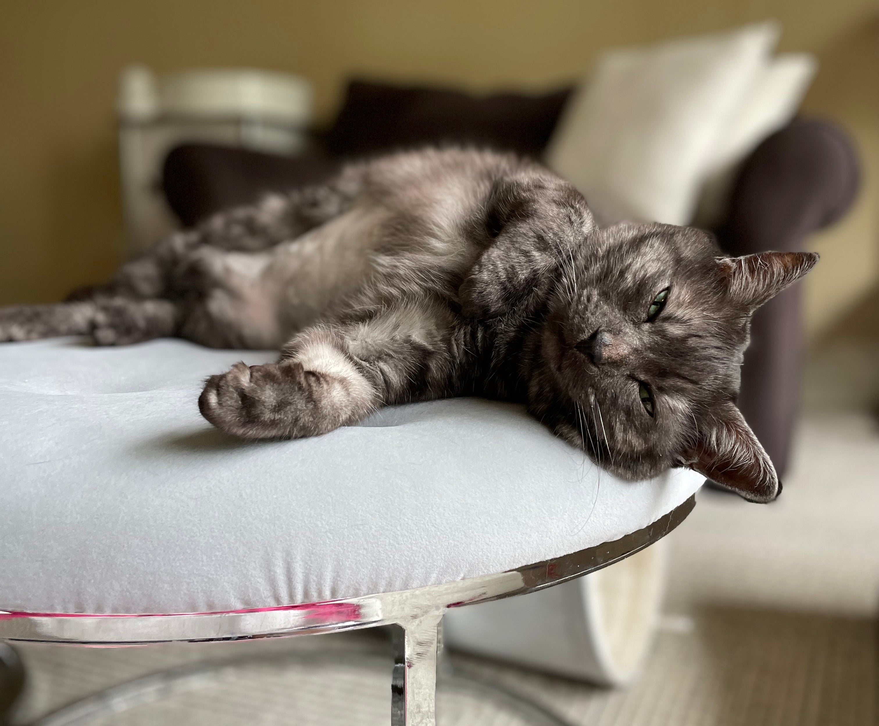 Why cats are NOT low-maintenance