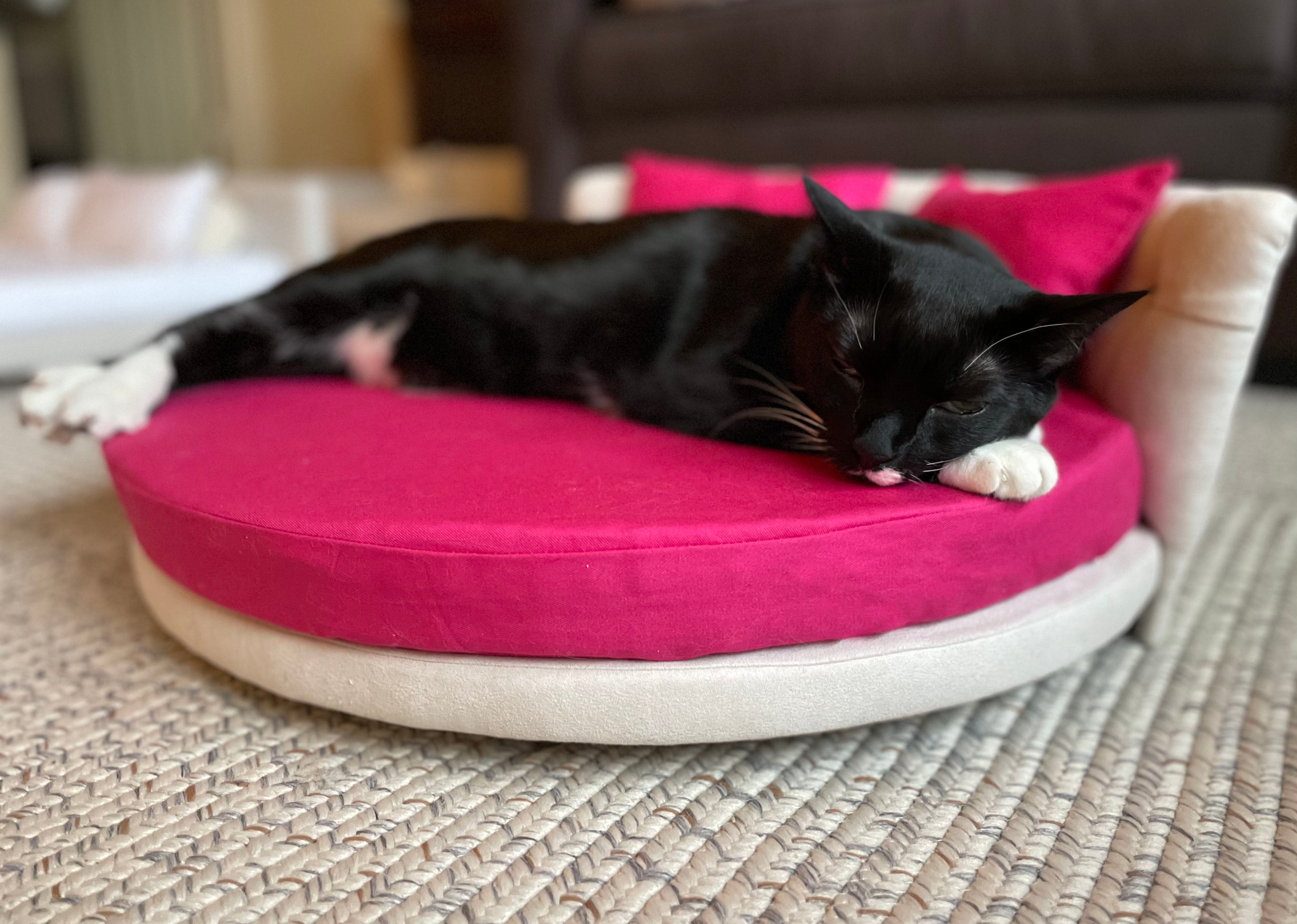 Everything you need to know about our baby cats sleep