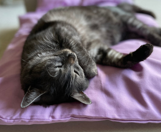 Unveiling the Mystery: Why Do Cats Sleep So Much?