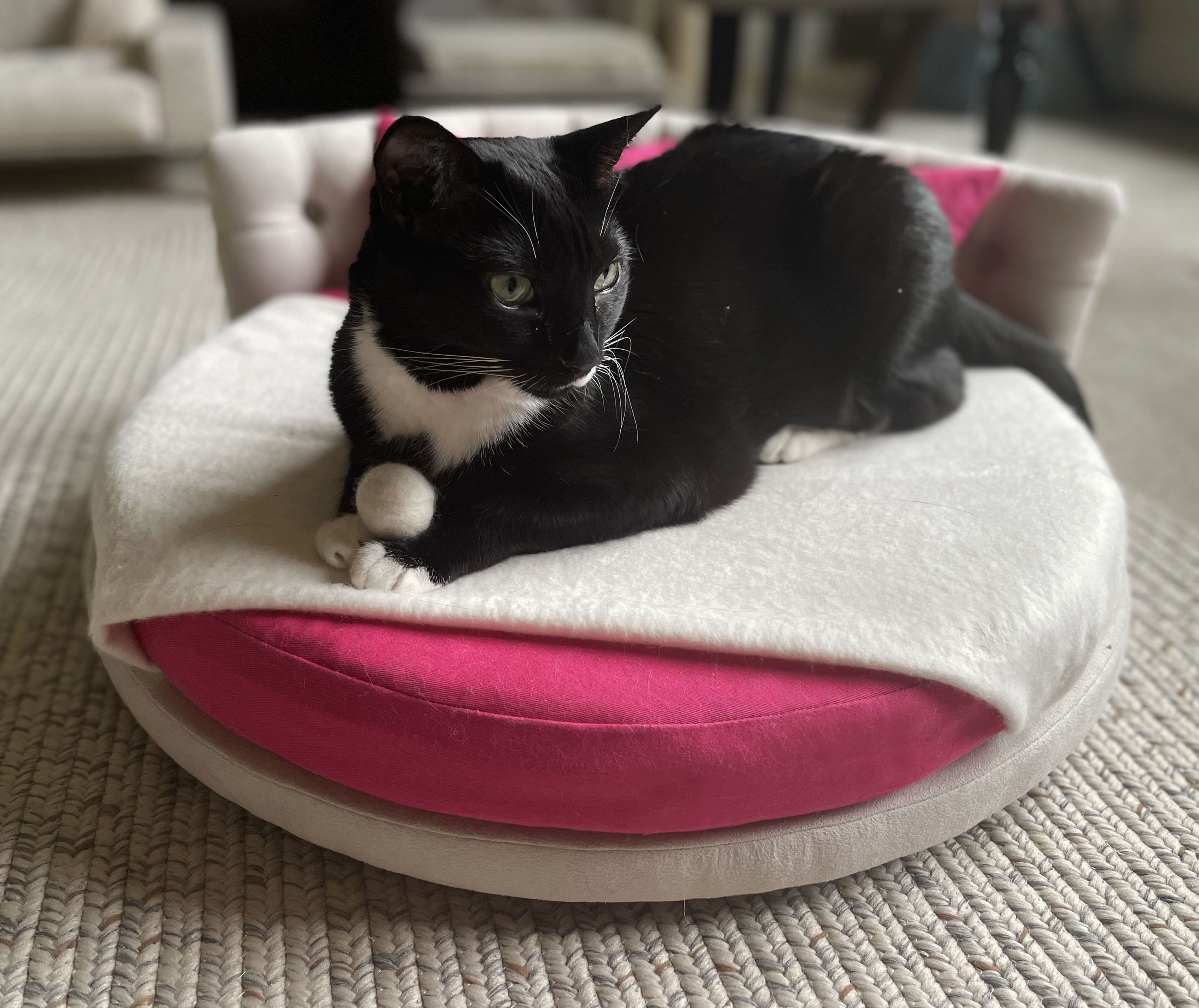 CatsEssentials’ Sophisticated Cat Furnishings Feature Eco-Friendly Furniture Paired with Luxurious Organic Bedding