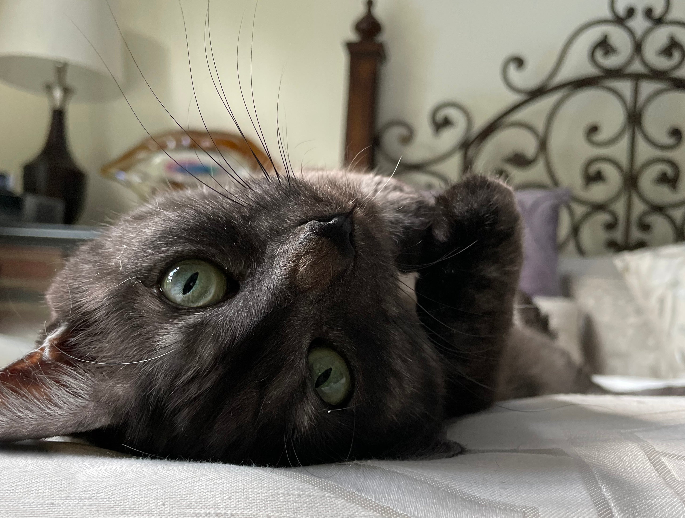 How To Keep Your Cat Happy and Healthy CatsEssentials