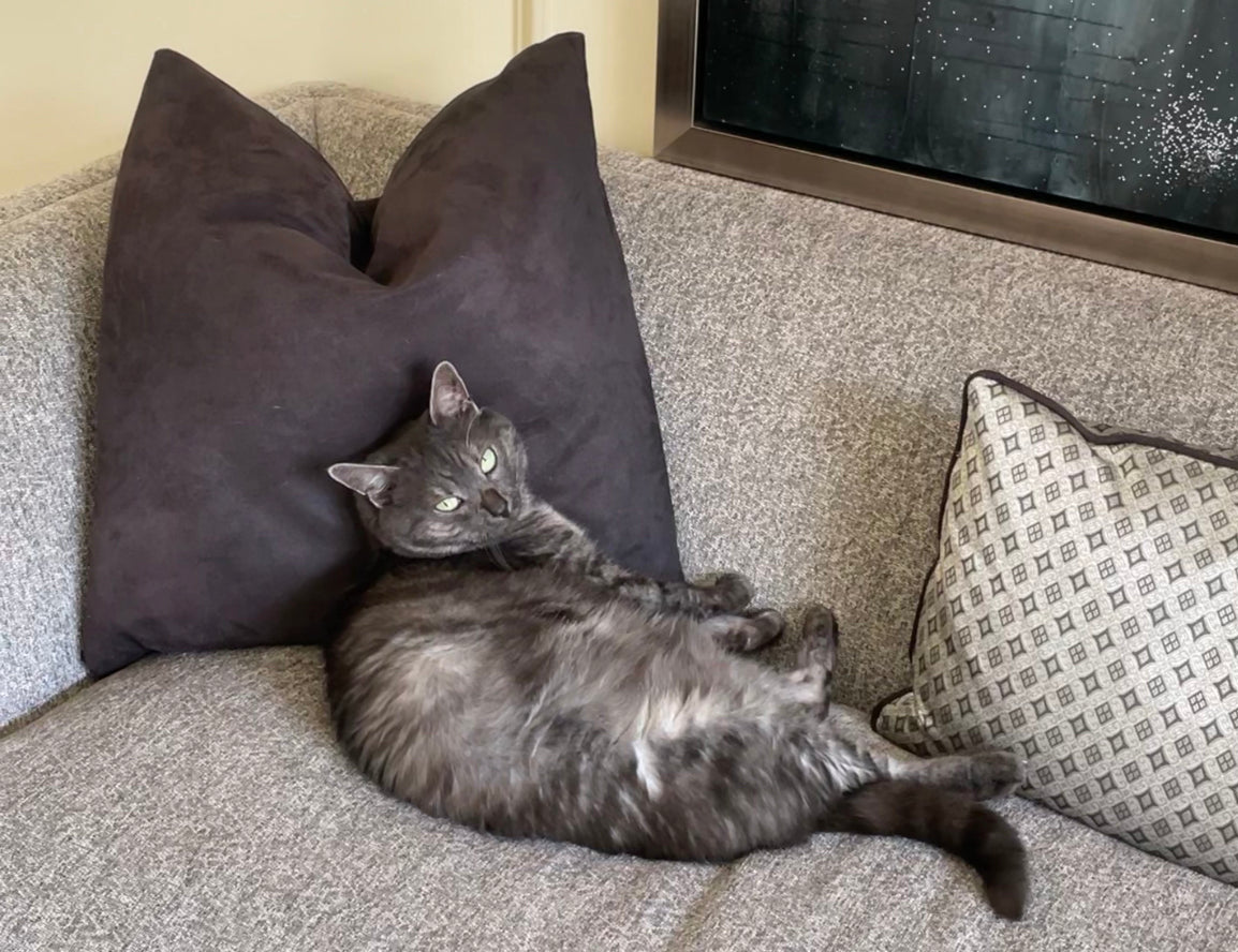 Tabby Cat 