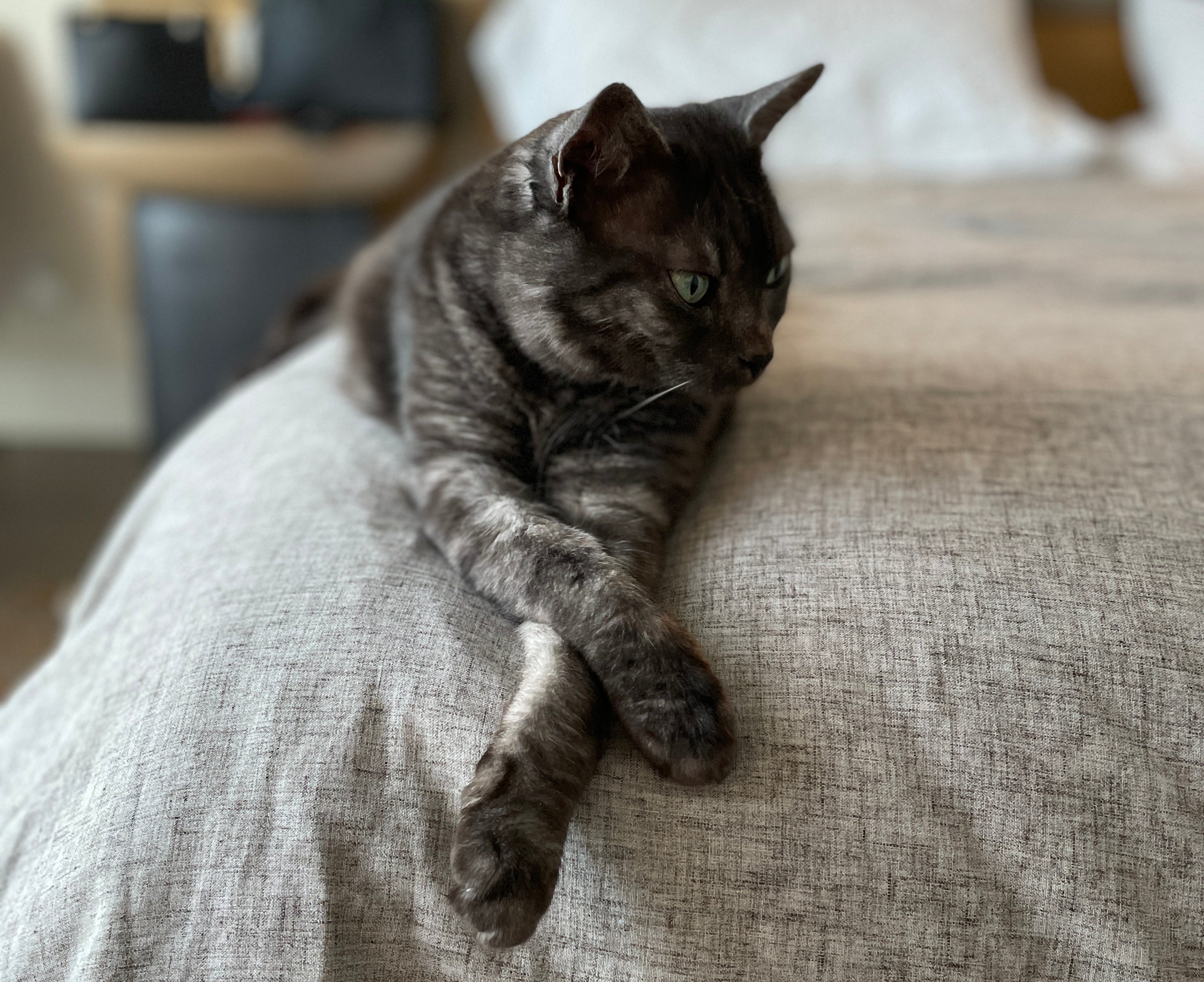 10 Life Lessons We Can Learn From Our Cats