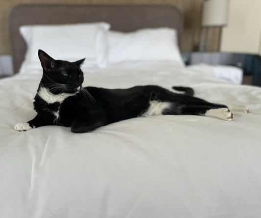 Cat-Friendly Hotels