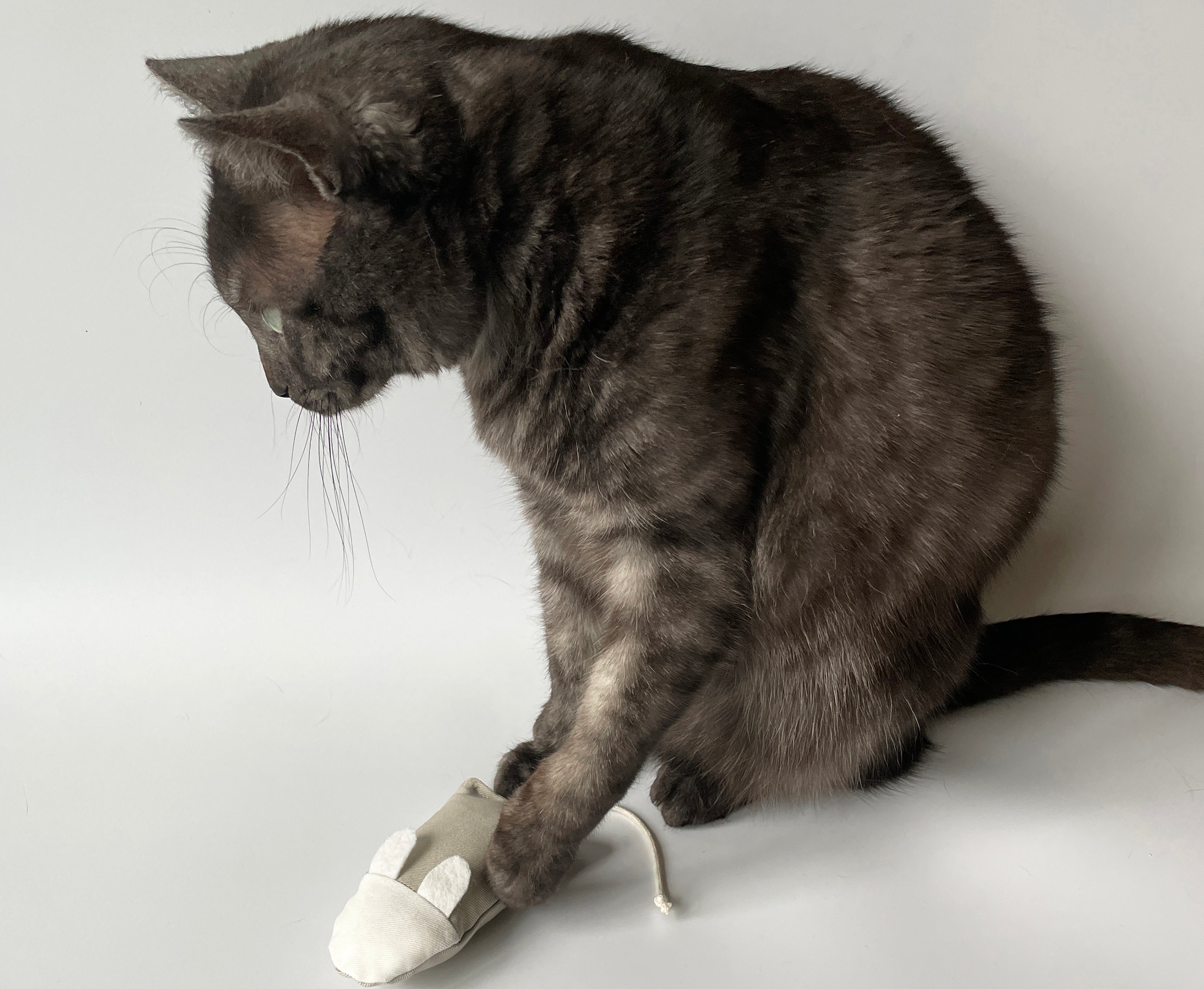 Interactive Cat Toys
