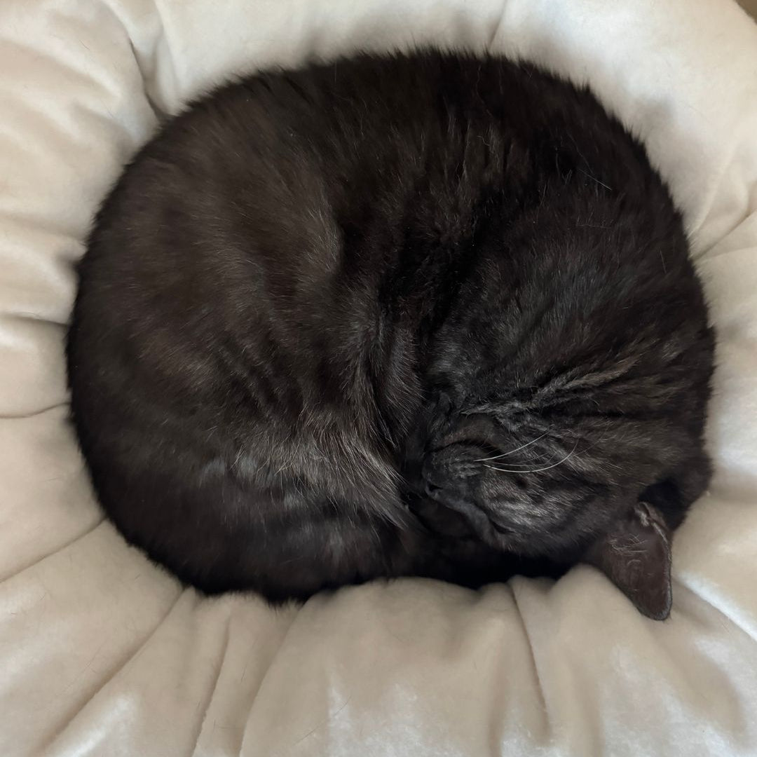 Why Do Cats Curl Up Into Balls When Sleeping?