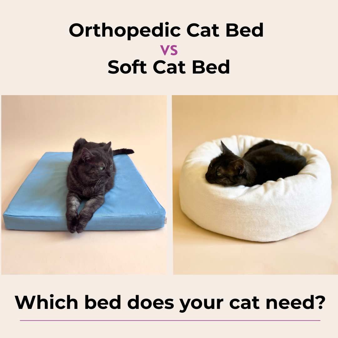 Orthopedic Cat Bed vs. Regular Cat Bed: What’s the Difference?