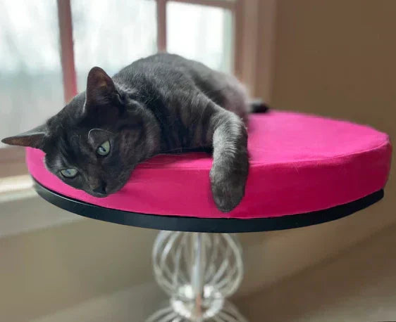 Orthopedic cat bed