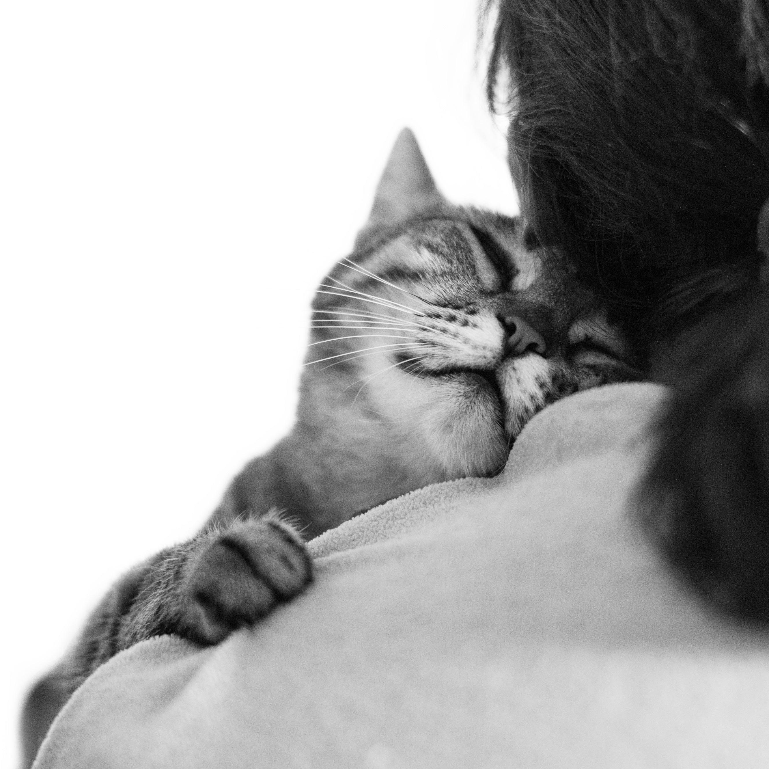 Adopting A Senior Cat