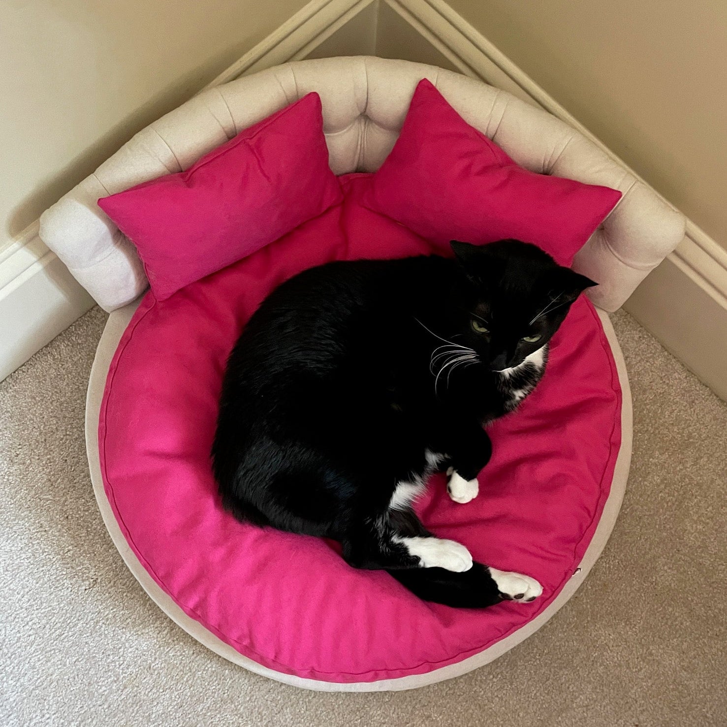 Where Should You Place Your Cat’s Bed? Creating the Purr-Fect, Personalized Sleep Spot