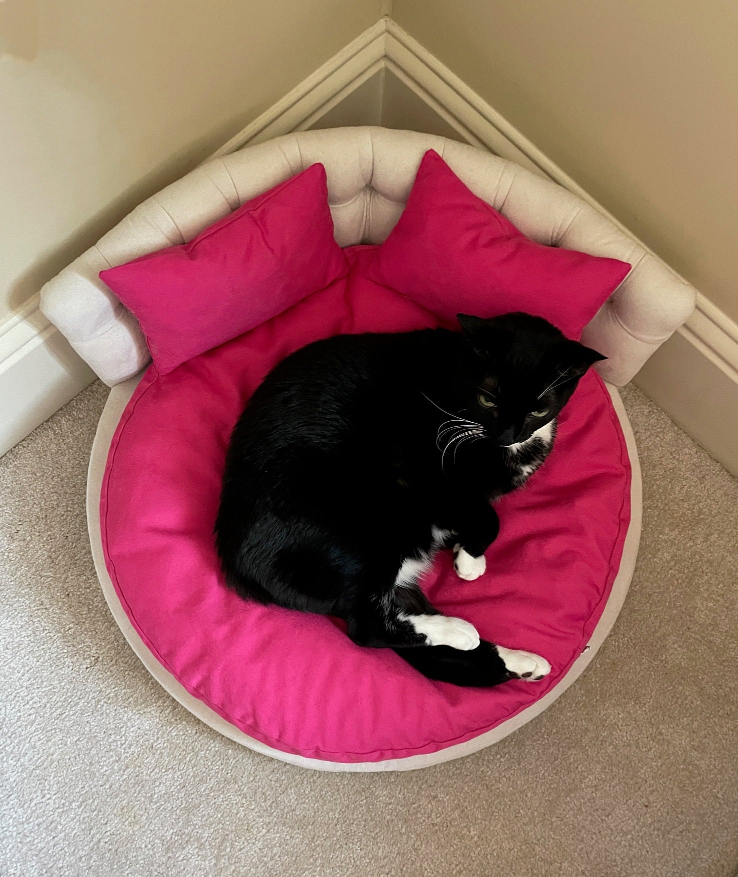 Where Should You Place Your Cat’s Bed? Creating the Purr-Fect, Personalized Sleep Spot