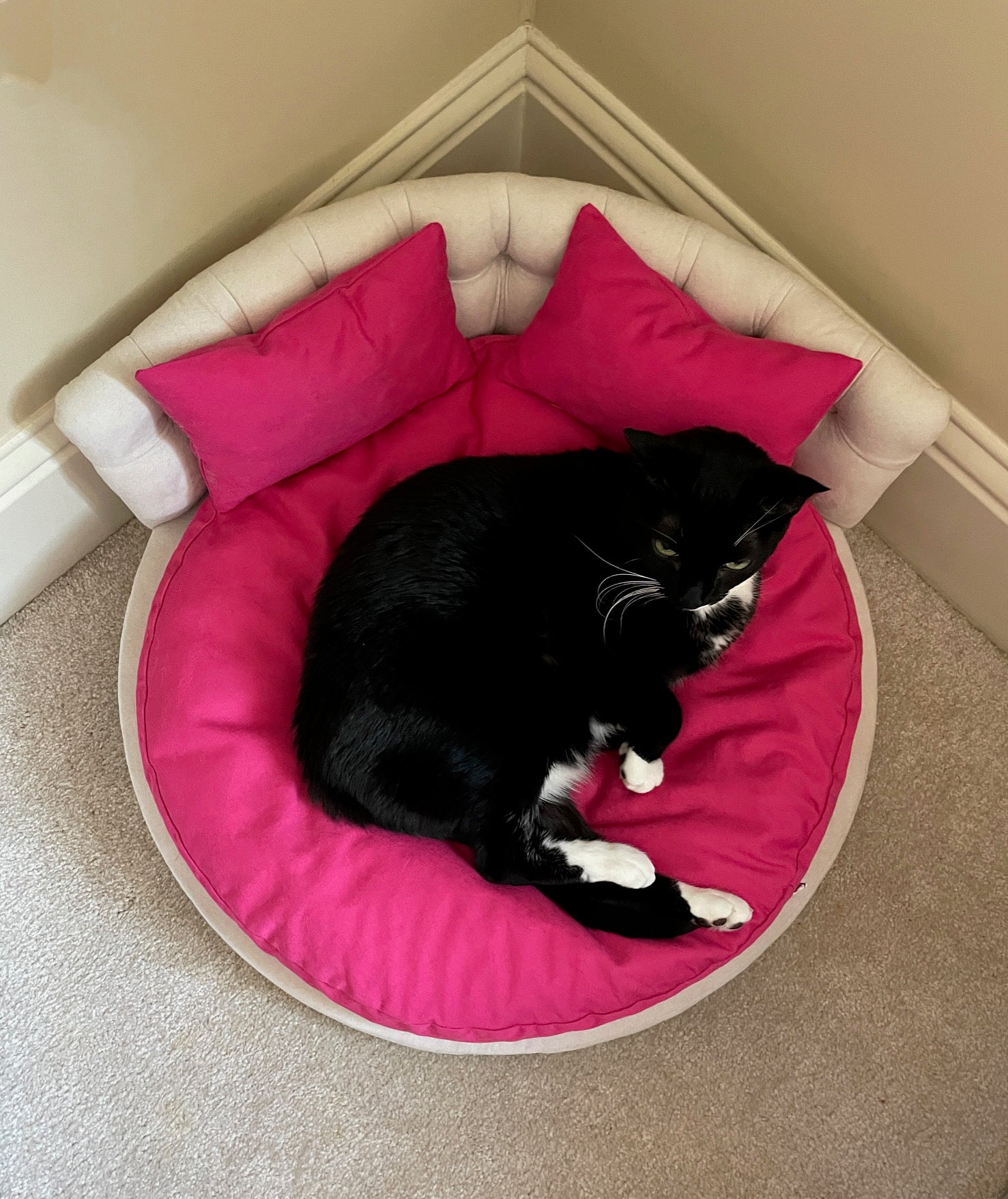 Where Should You Place Your Cat’s Bed? Creating the Purr-Fect, Personalized Sleep Spot