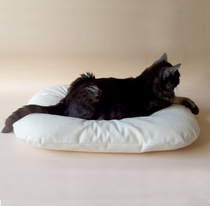Riposo Cat Longer