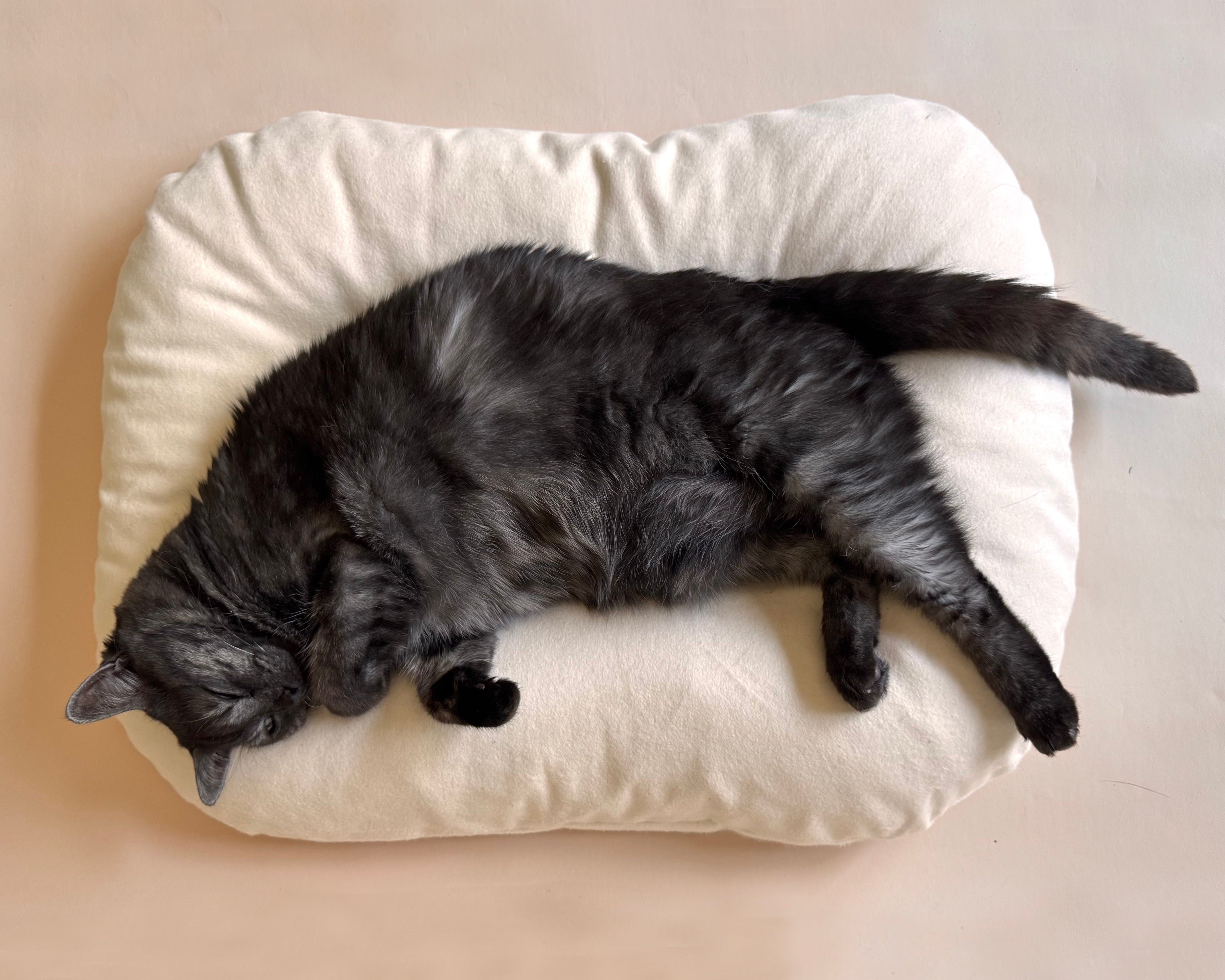 Why Do Cats Make Biscuits And Purr: The Feline Mystery