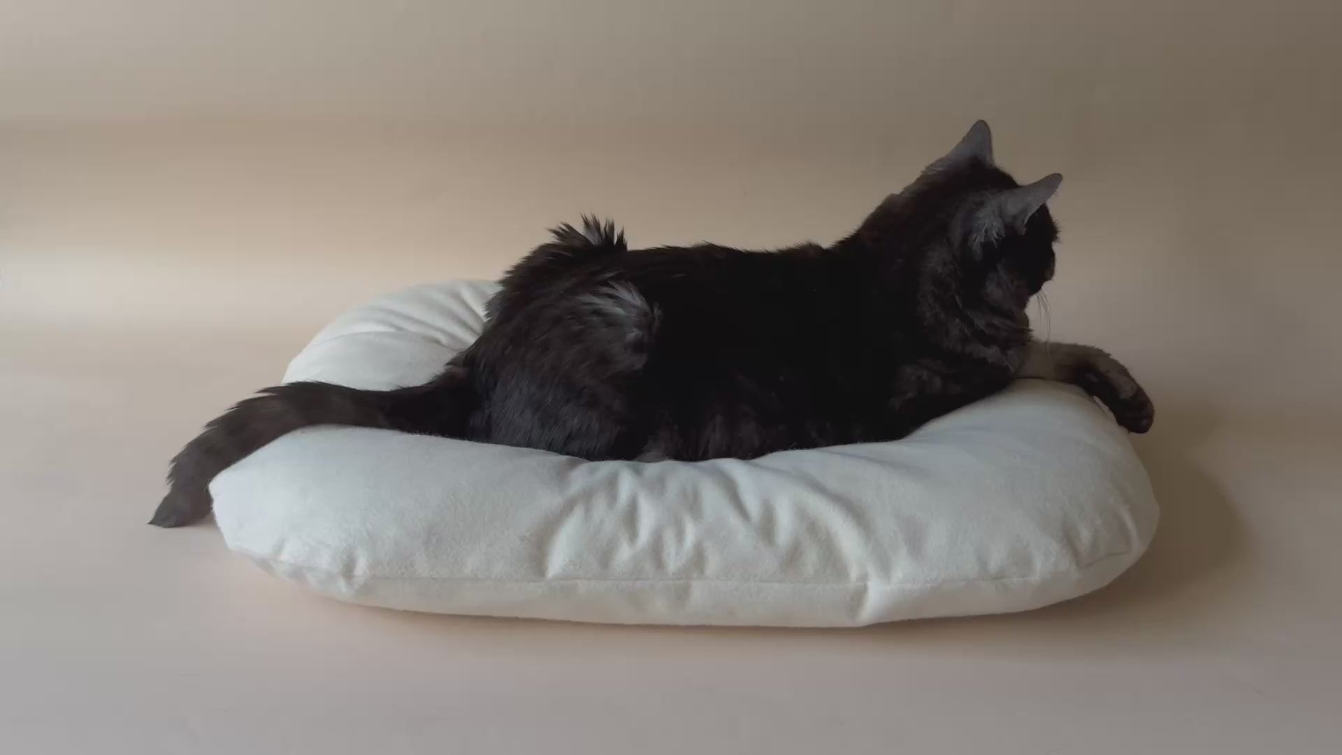 Cat Lounging