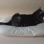 Cat Lounging