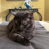 Graphite Cat Blanket