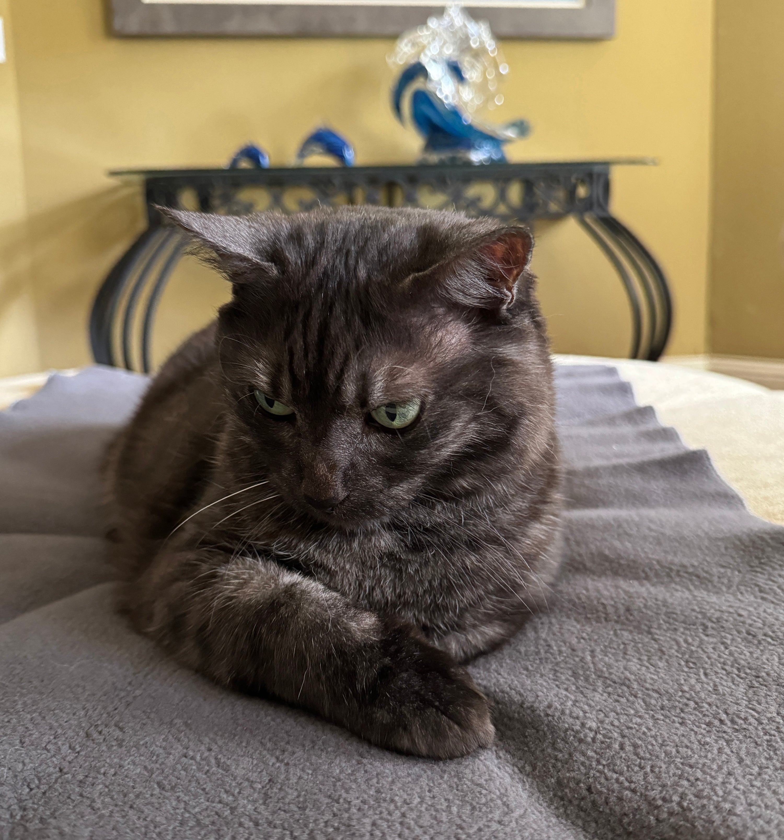 Graphite Cat Blanket