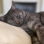 Cat Head Pillow