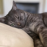 Cat Head Pillow
