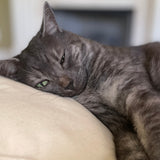 Cat Head Pillow