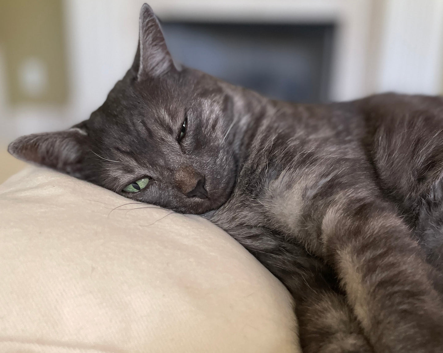 Cat Head Pillow