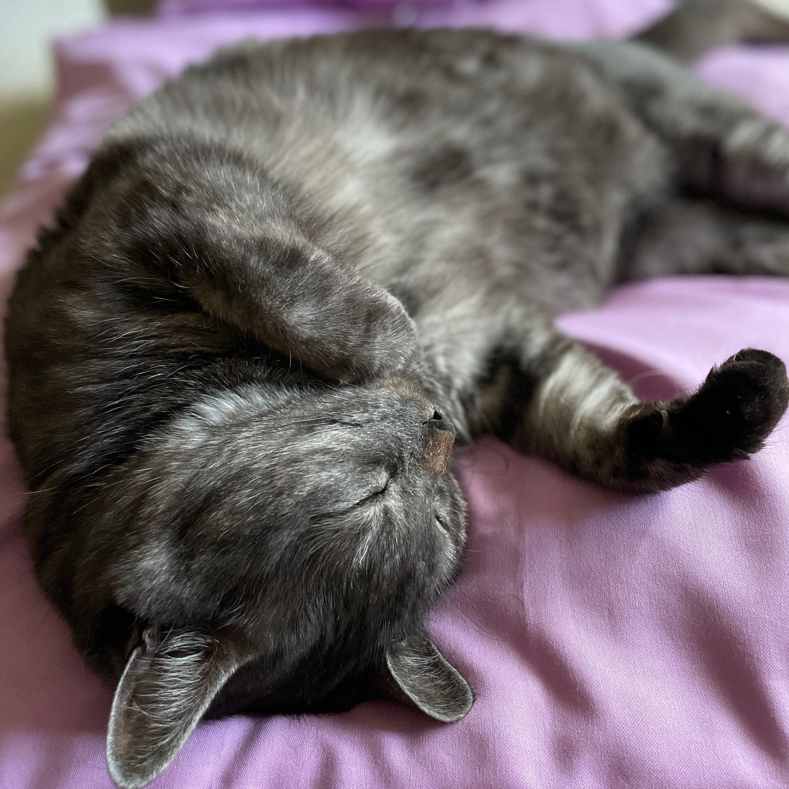 Cat On Duvet