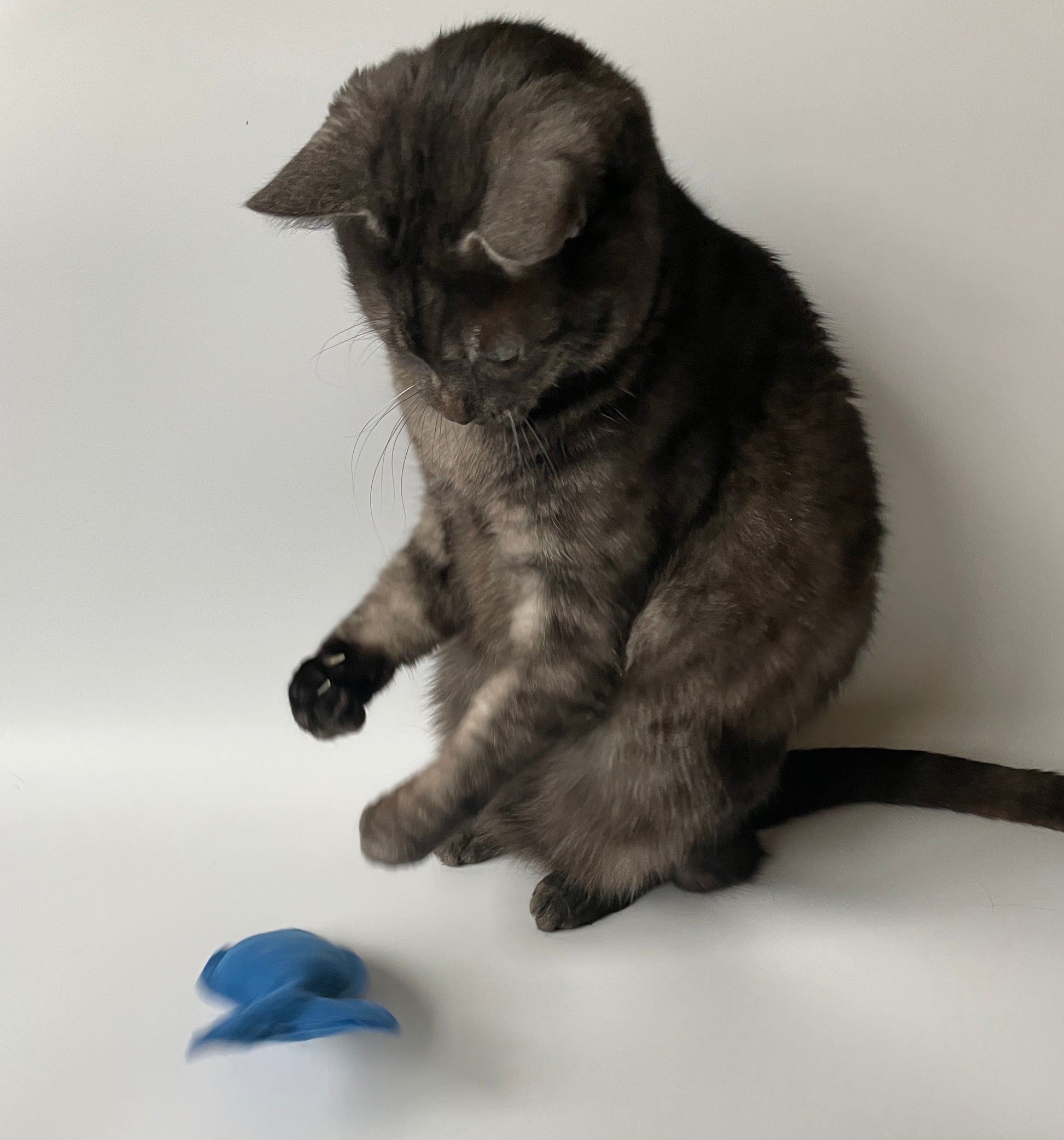 fish toy for cats