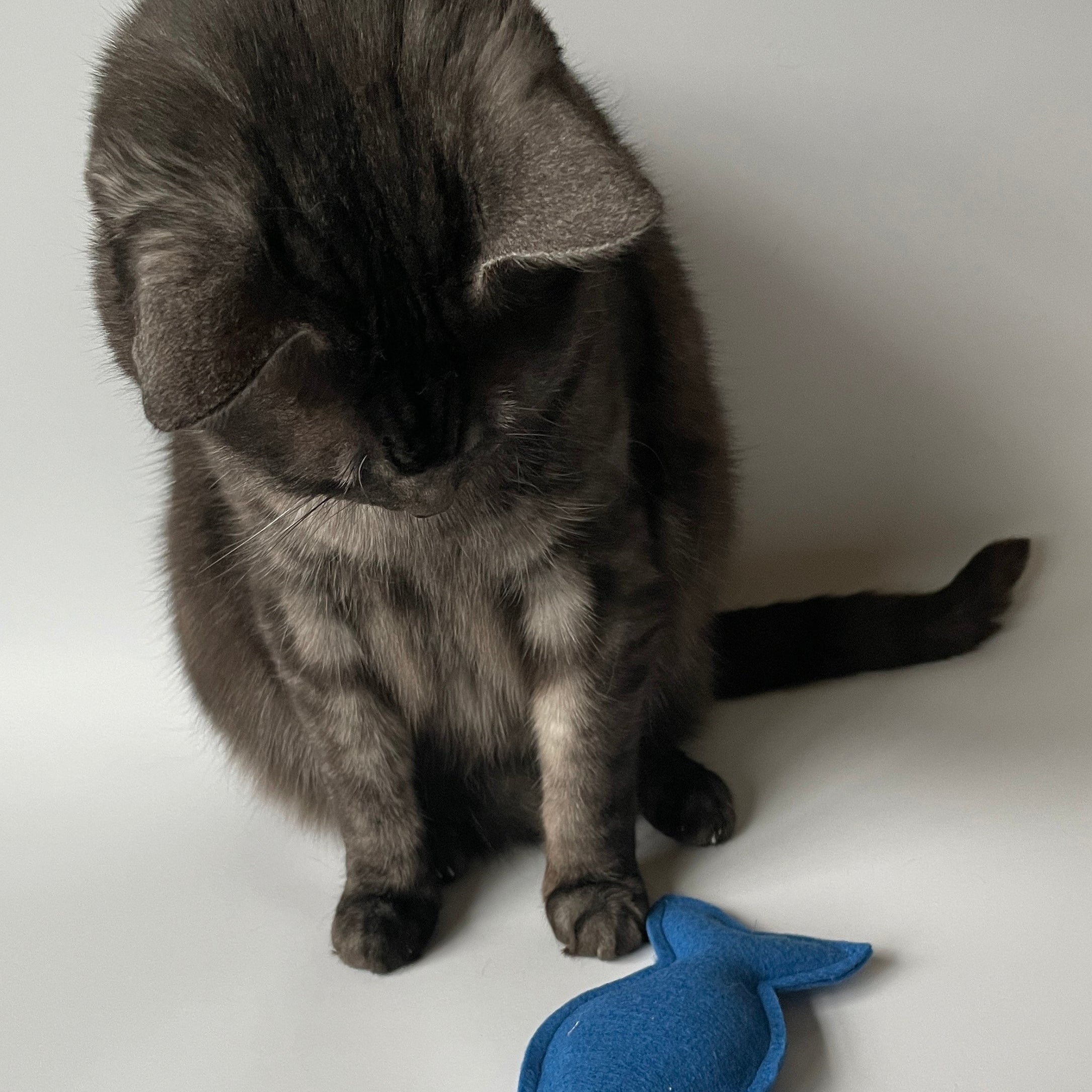 Cat Playing with fish toy