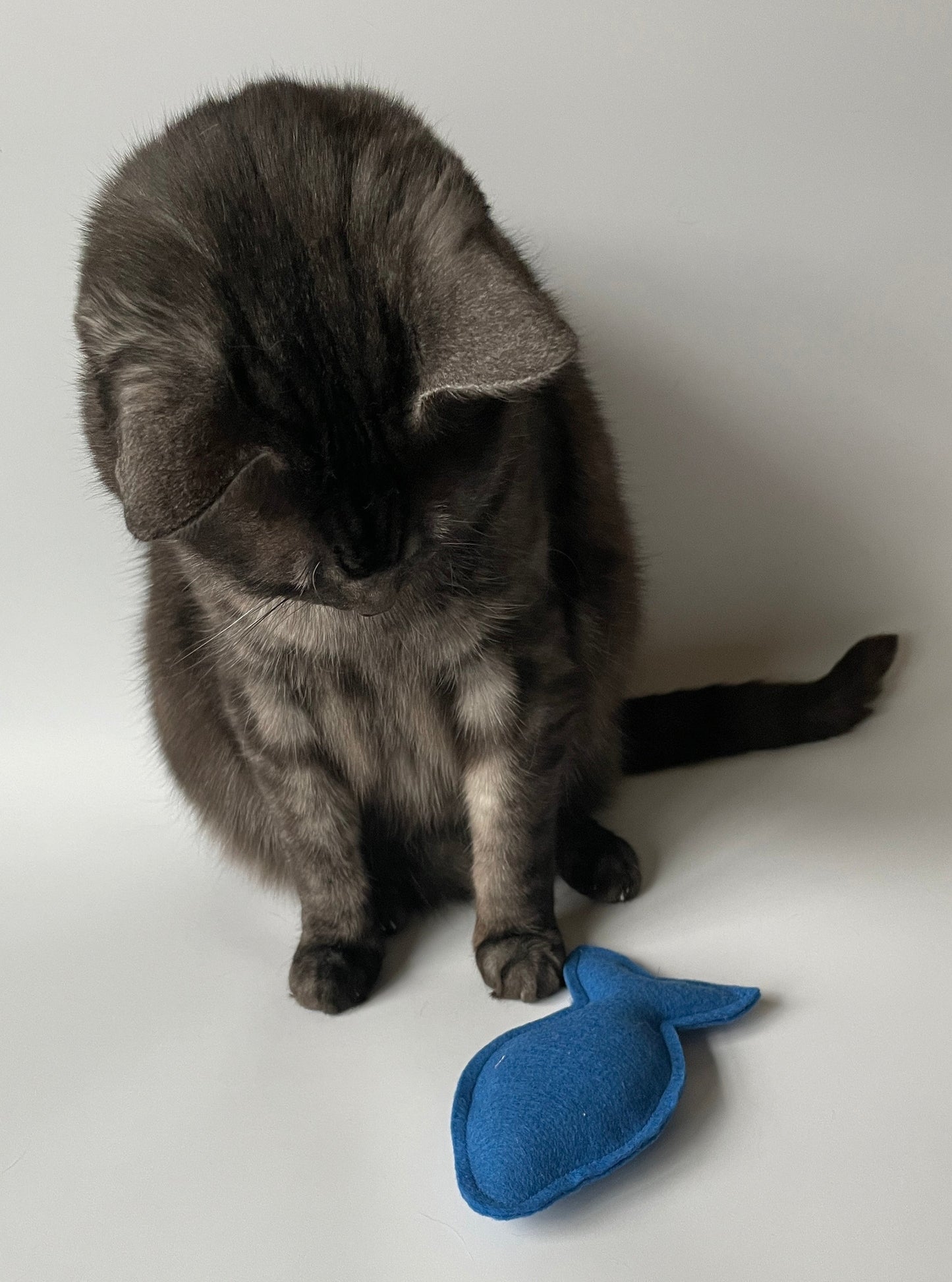 Cat Playing with fish toy