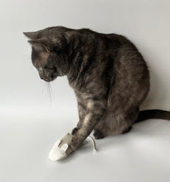 CatPlayingWithMouseCatToy