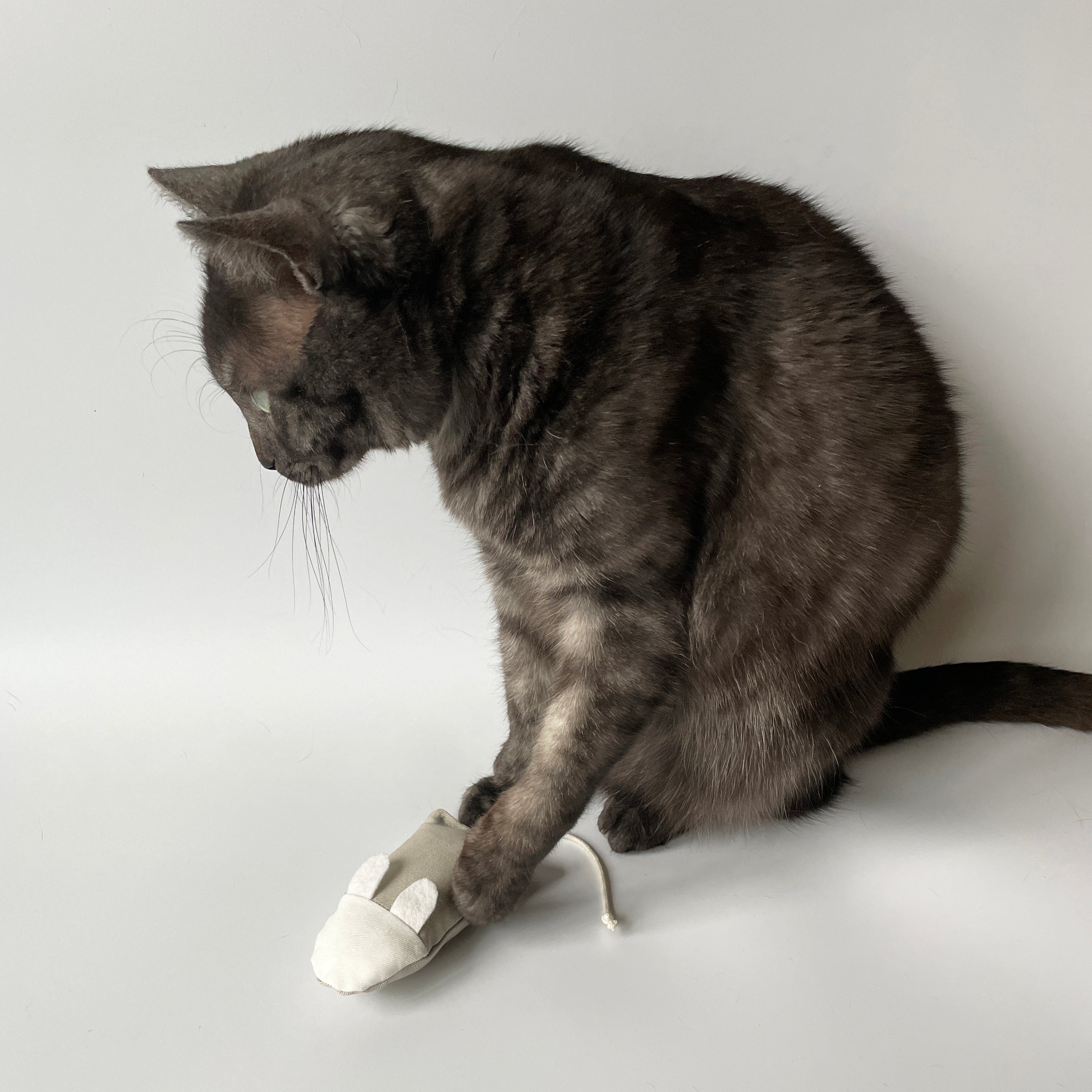 CatPlayingWithMouseCatToy