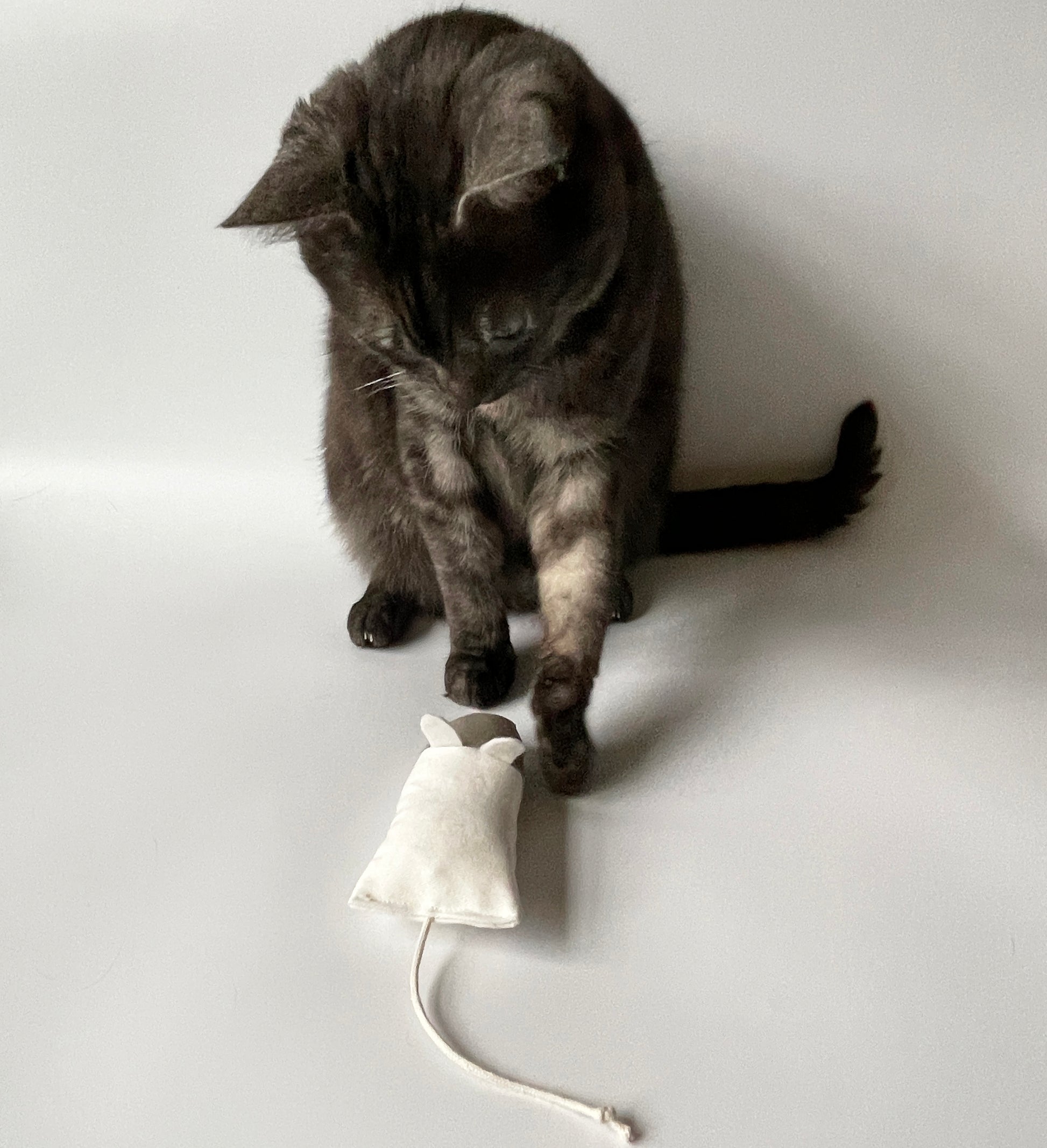Cat and MouseCatToy