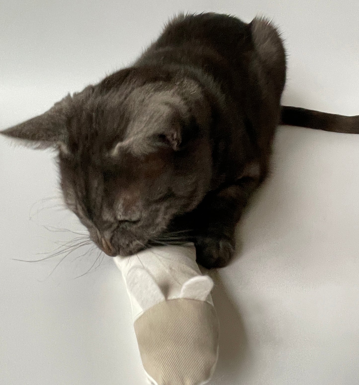 cat toys mice