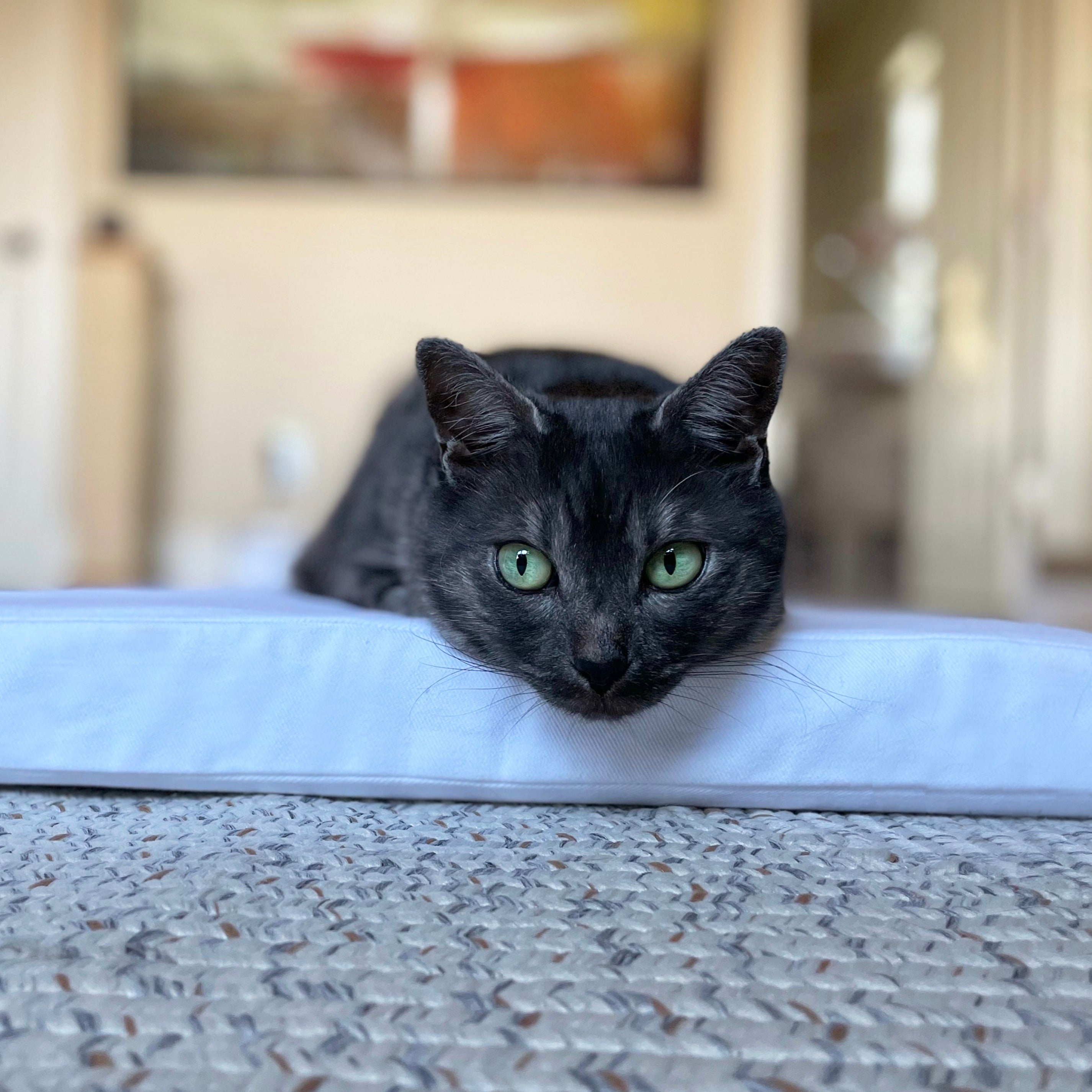 Orthopedic Organic Cat Mattress - Rectangular – CatsEssentials
