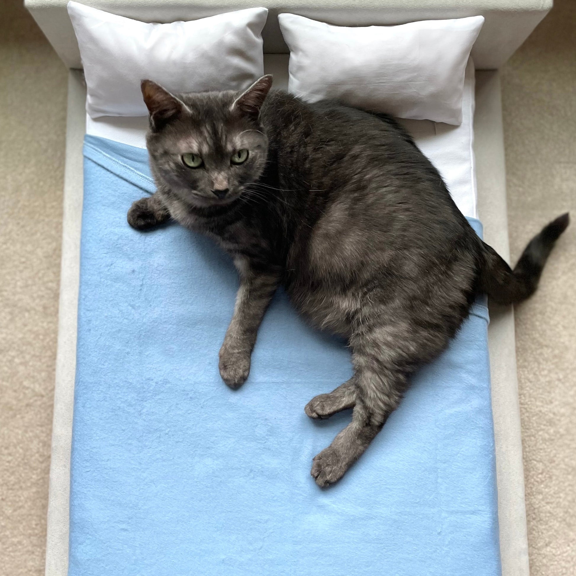 Venezia Luxury Cat Bed  CatsEssentials – CatsEssentials